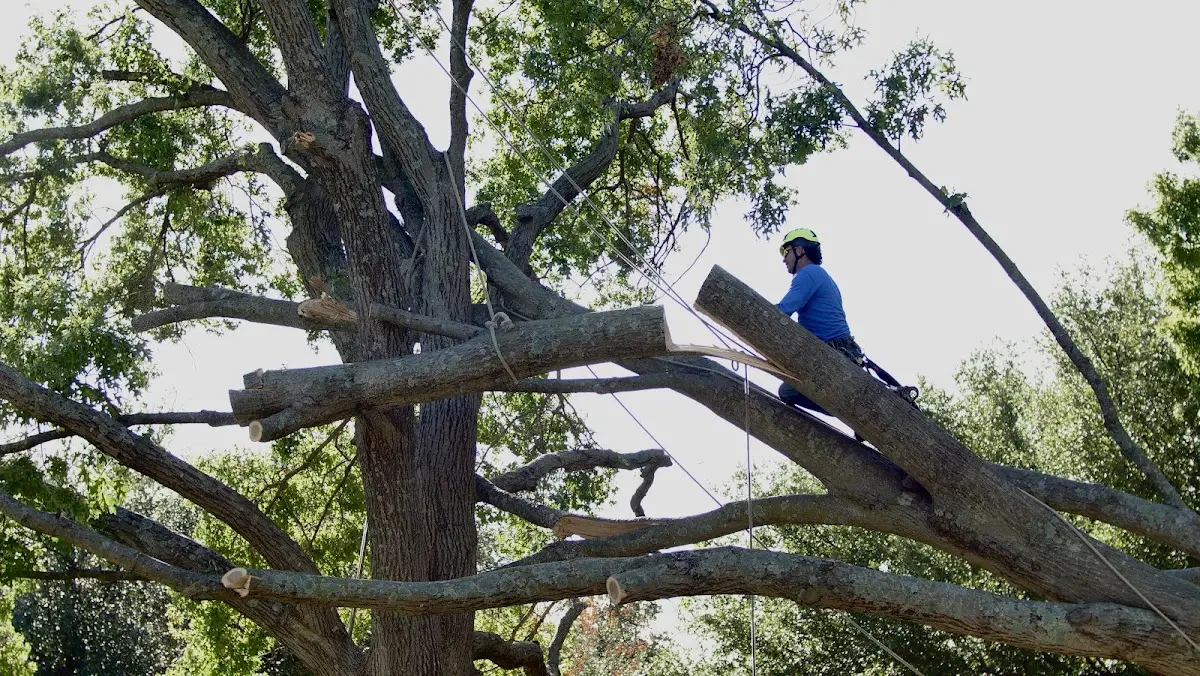 Professional Hazardous Tree Removal performed by certified arborists in Rawlings